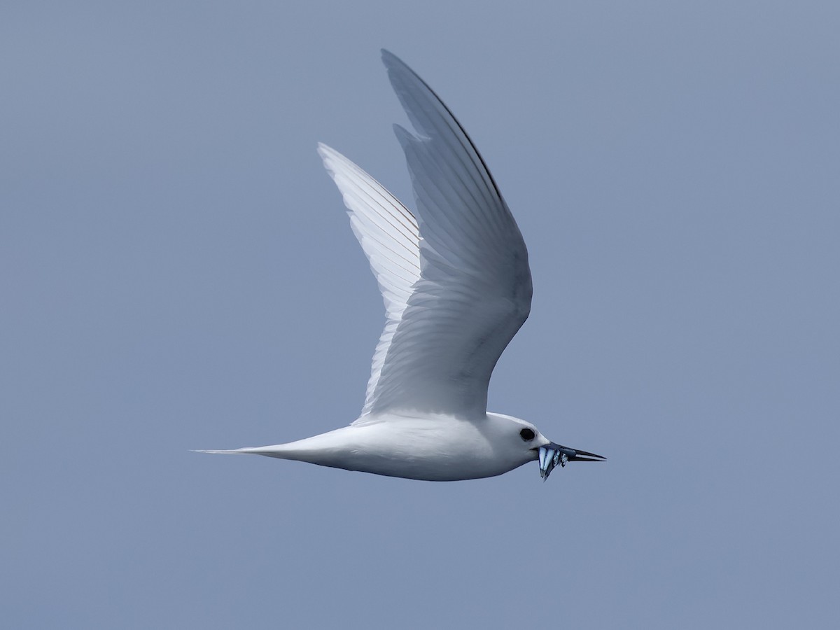 White Tern - ML618552630
