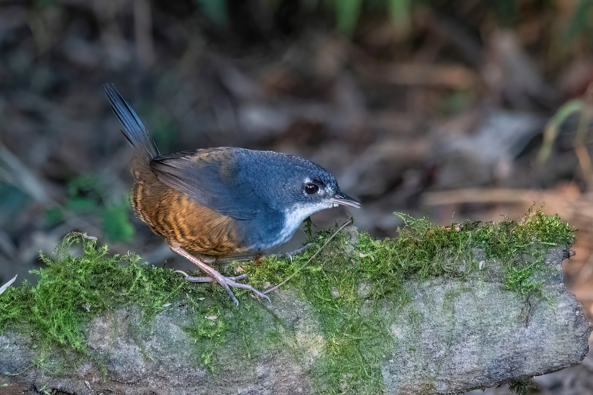 White-breasted Tapaculo - ML618552639