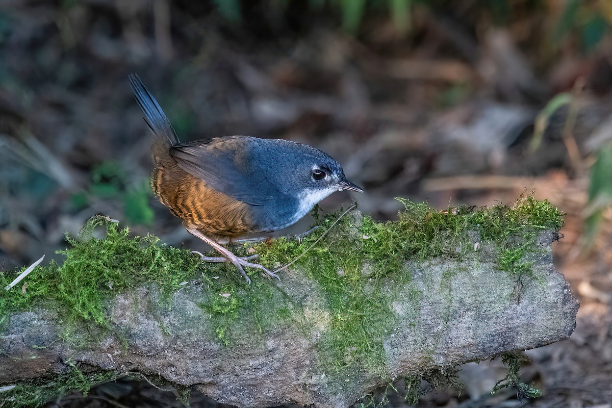 White-breasted Tapaculo - ML618552640