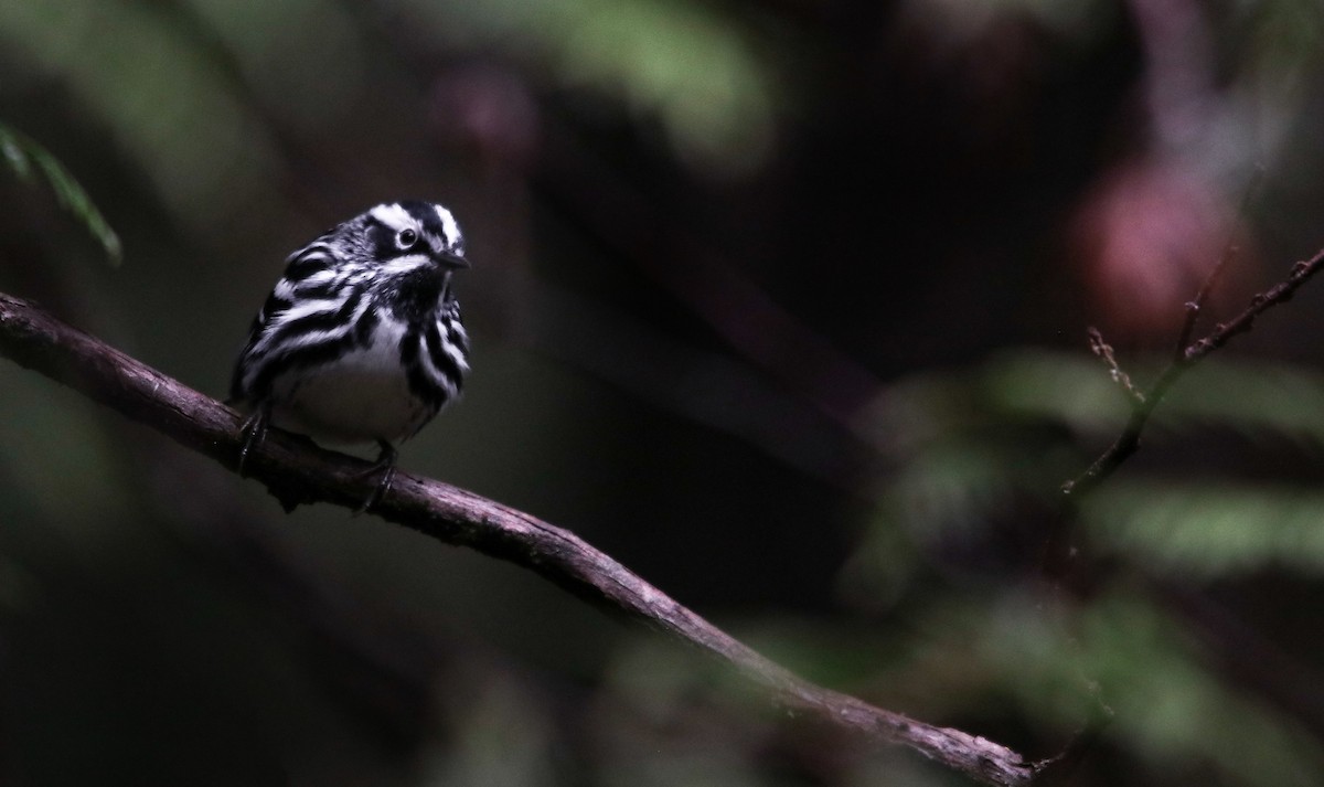Black-and-white Warbler - ML618552642