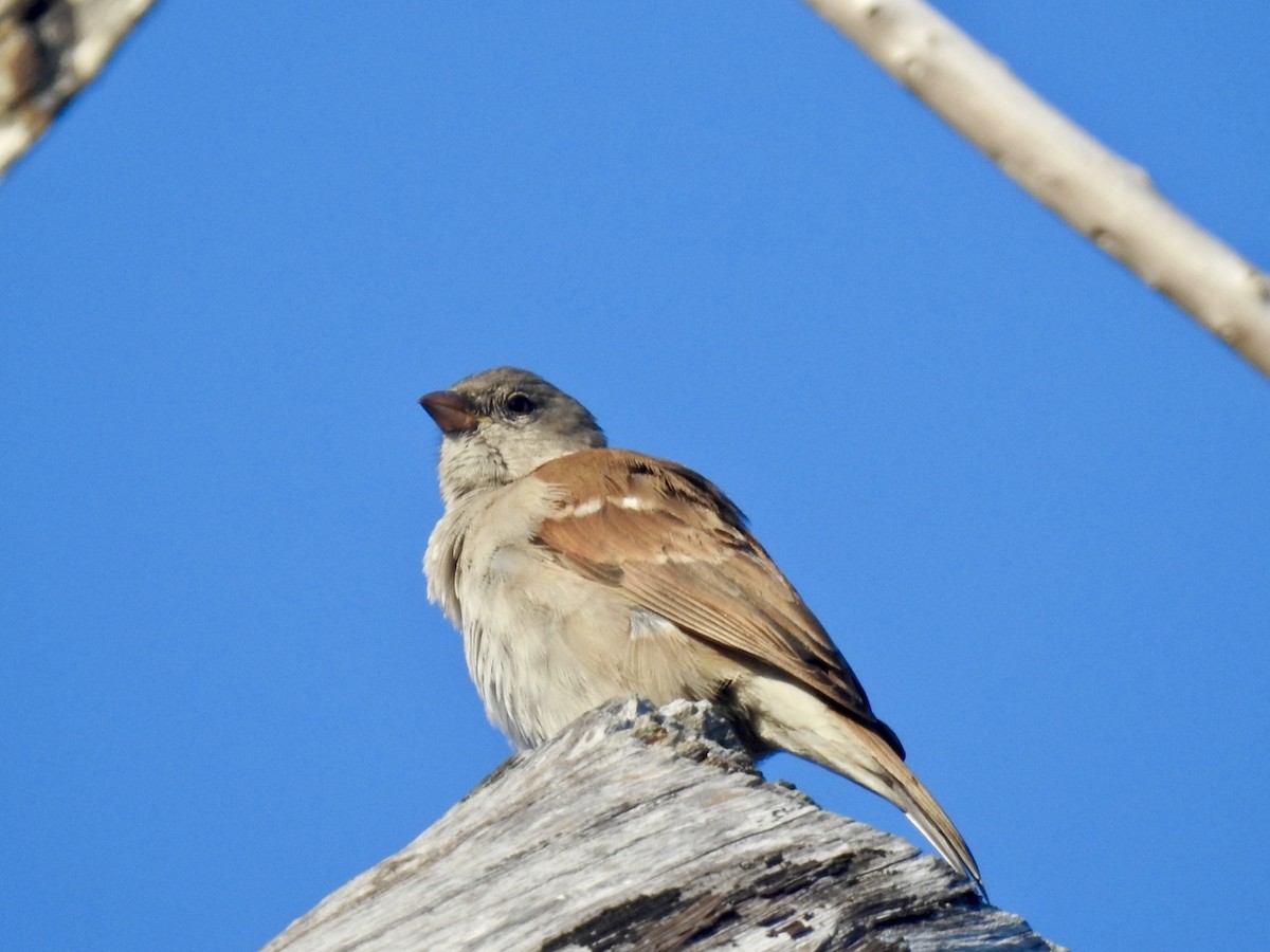 Southern Gray-headed Sparrow - ML618552711