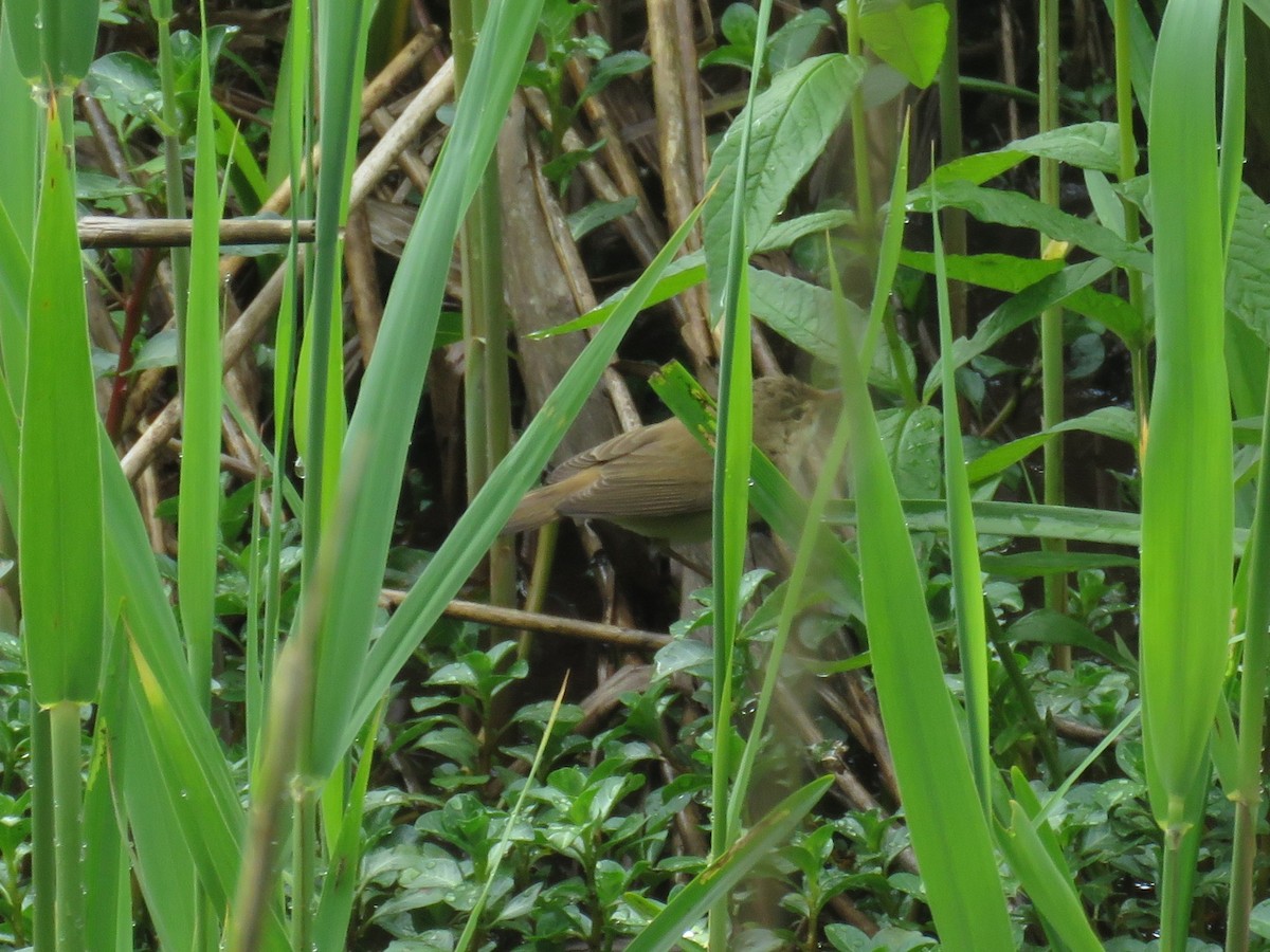 Common Reed Warbler - ML618552759