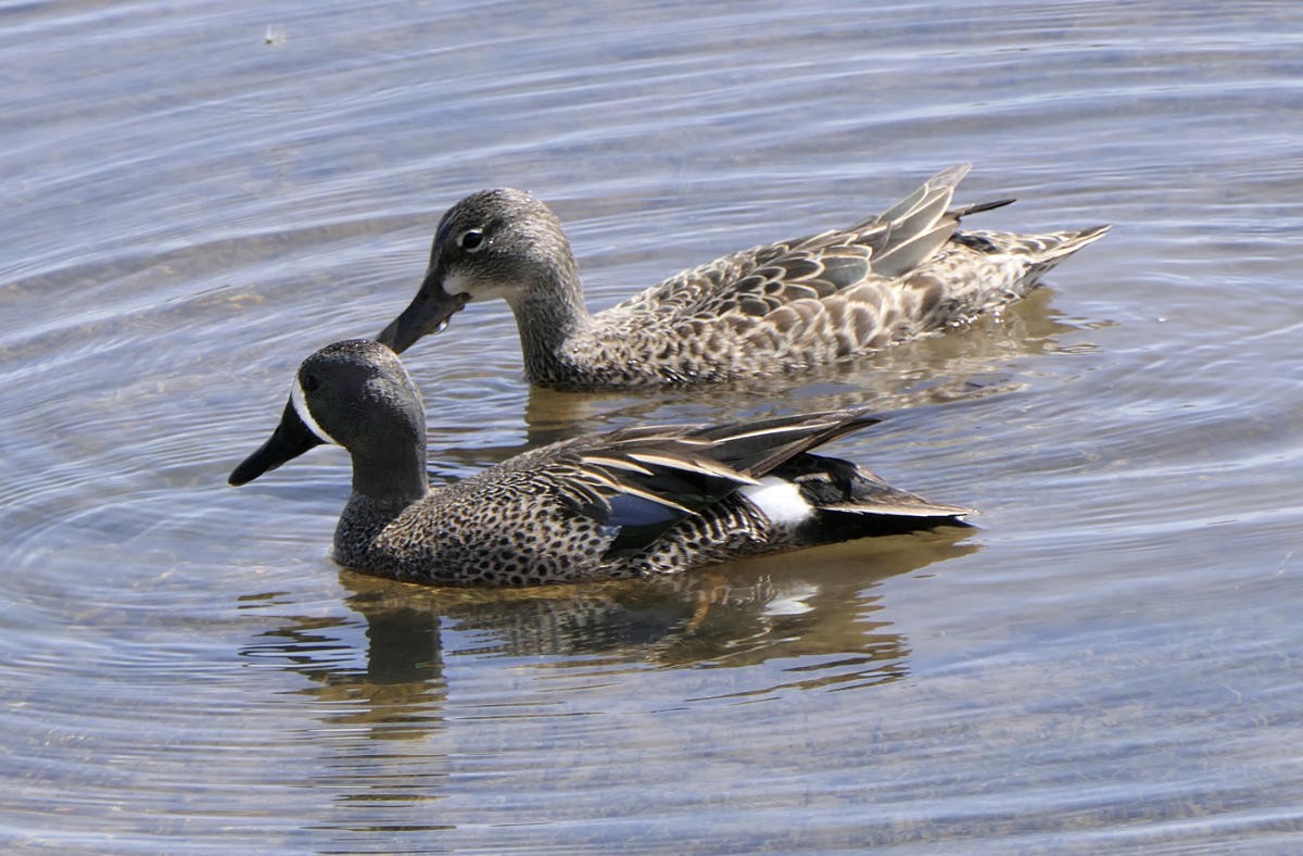 Blue-winged Teal - ML618552782