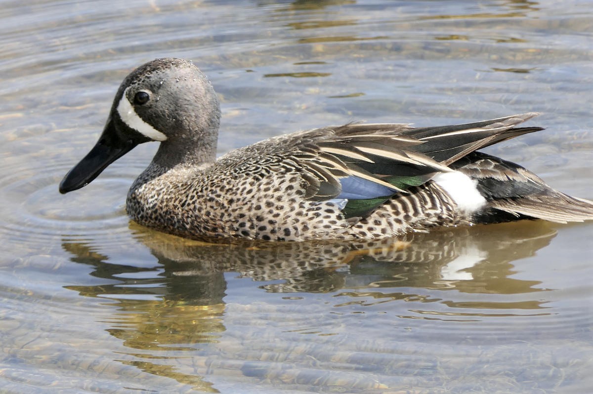 Blue-winged Teal - ML618552783