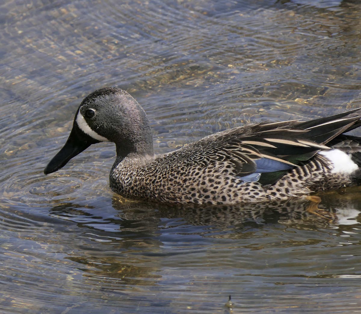 Blue-winged Teal - ML618552784