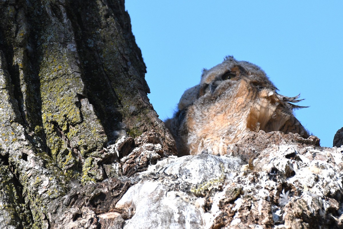Great Horned Owl - ML618552809