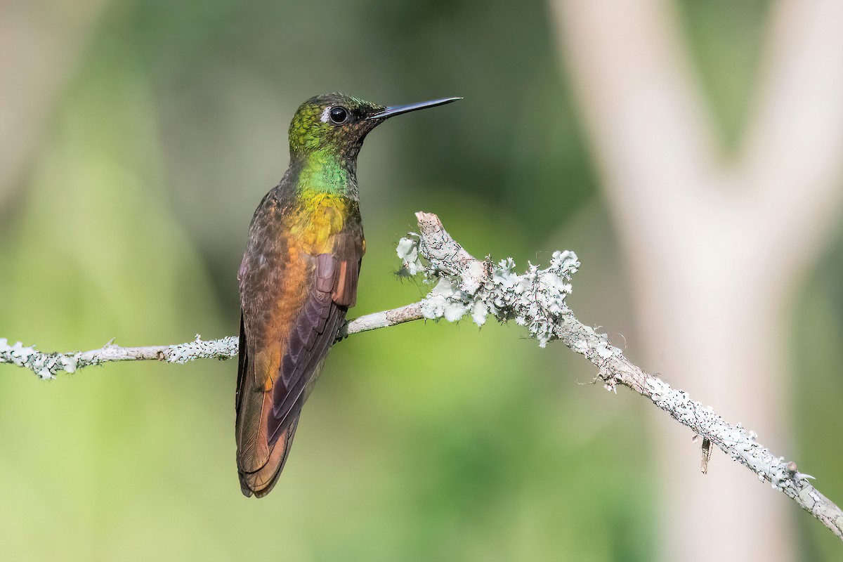 kolibřík brazilský - ML618552825
