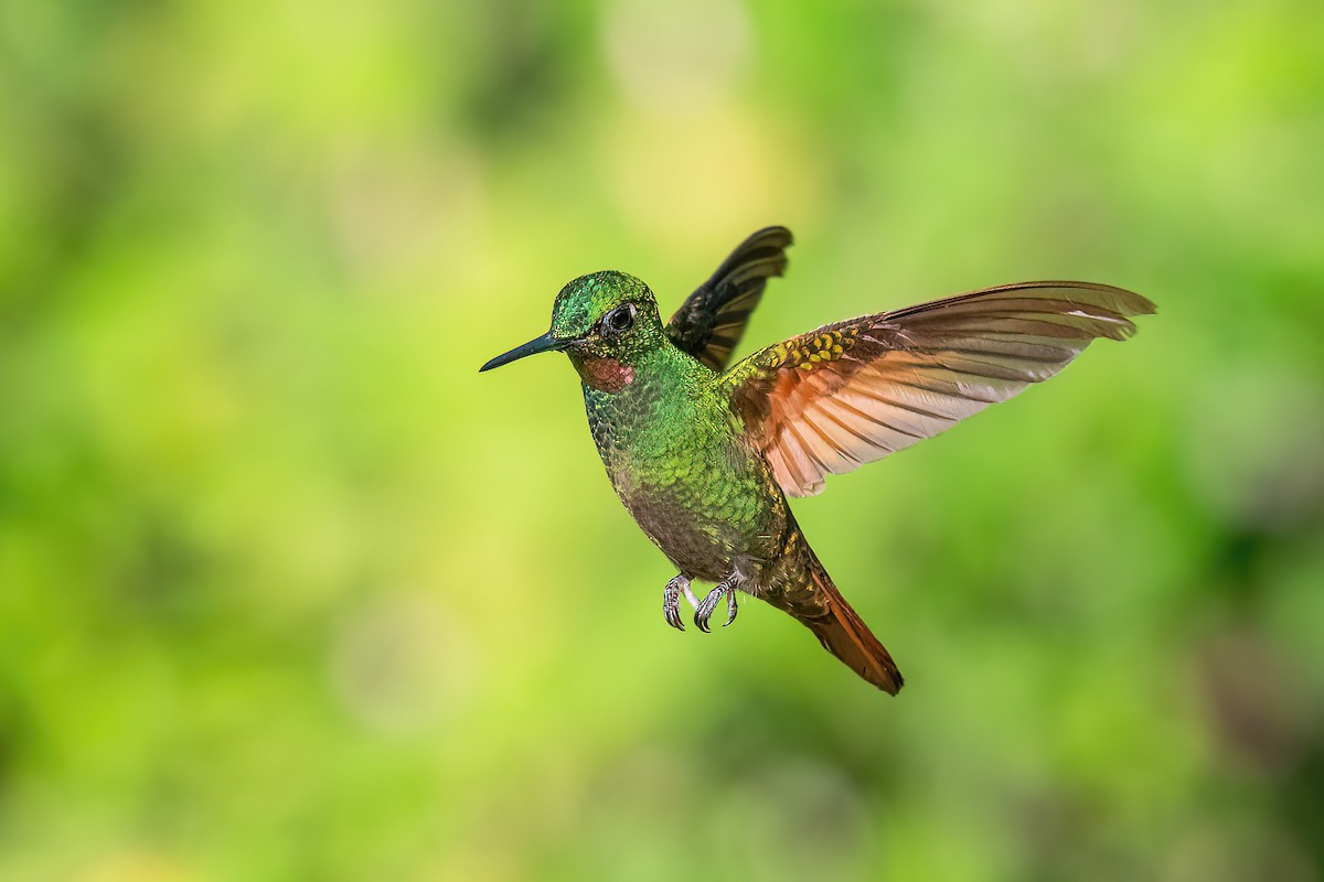 kolibřík brazilský - ML618552826