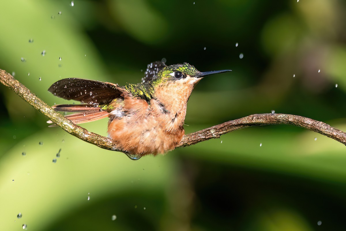 kolibřík brazilský - ML618552827