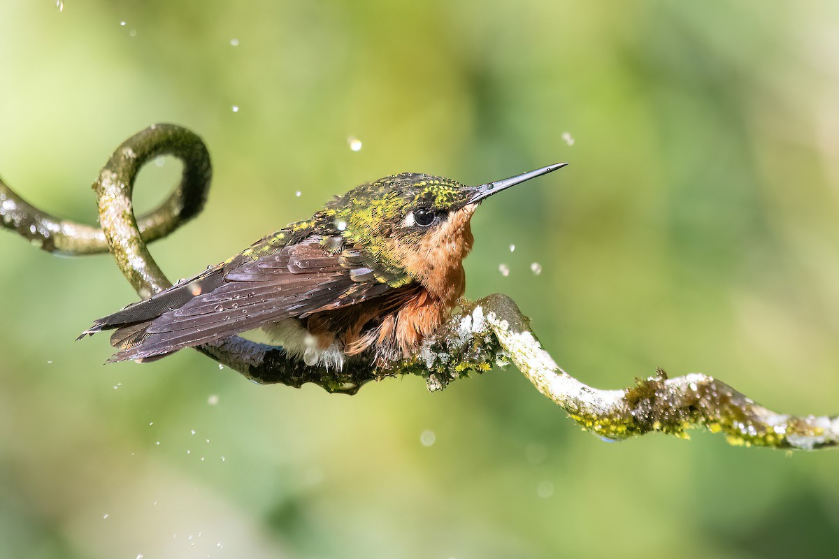 kolibřík brazilský - ML618552828