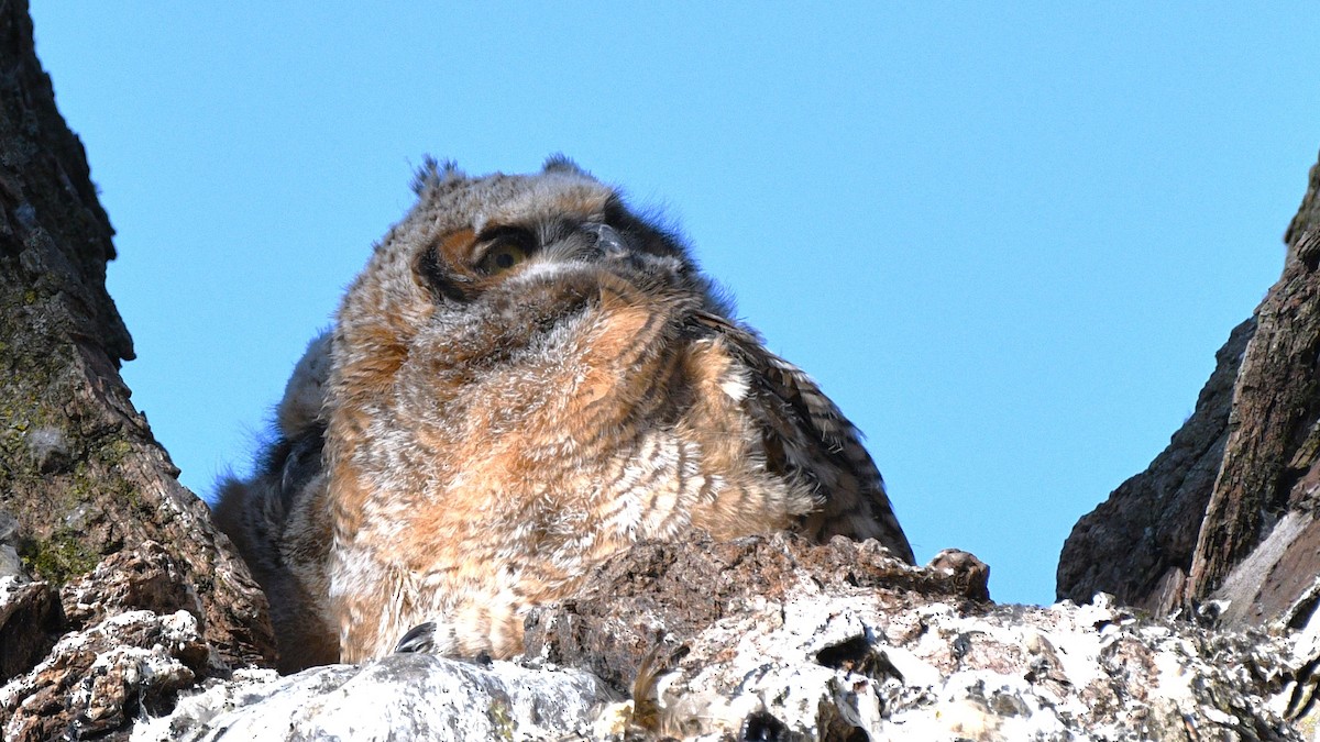 Great Horned Owl - ML618552832