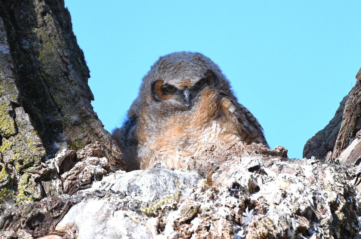 Great Horned Owl - ML618552834