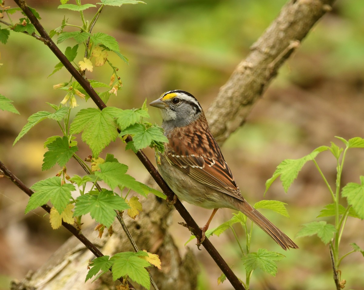 White-throated Sparrow - ML618552838