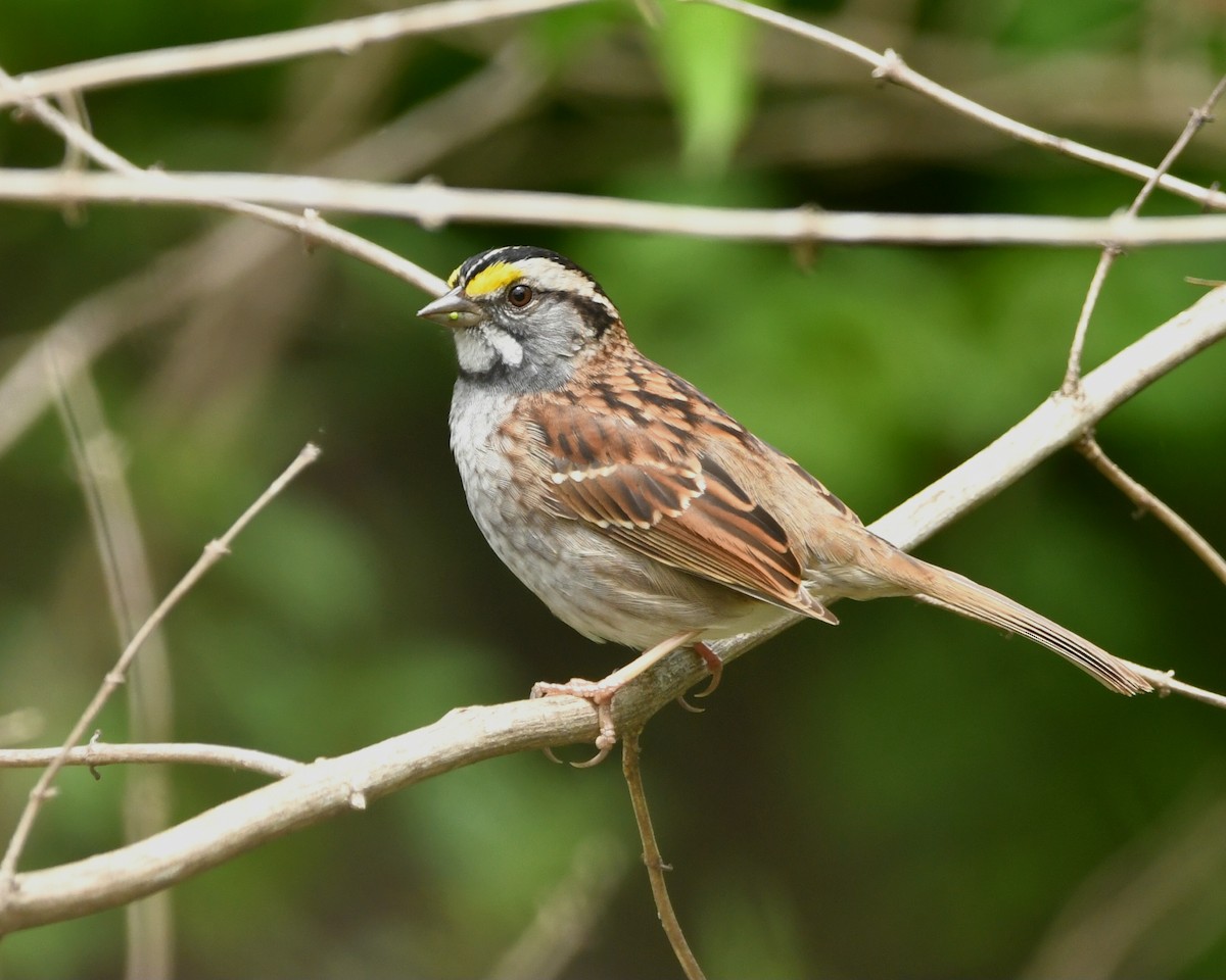 White-throated Sparrow - ML618552844