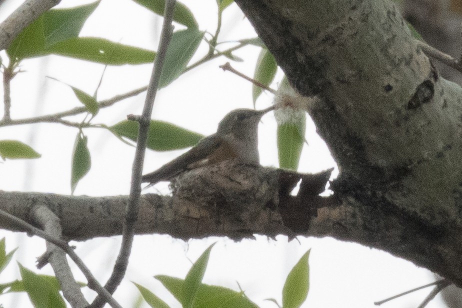 Broad-tailed Hummingbird - ML618552858