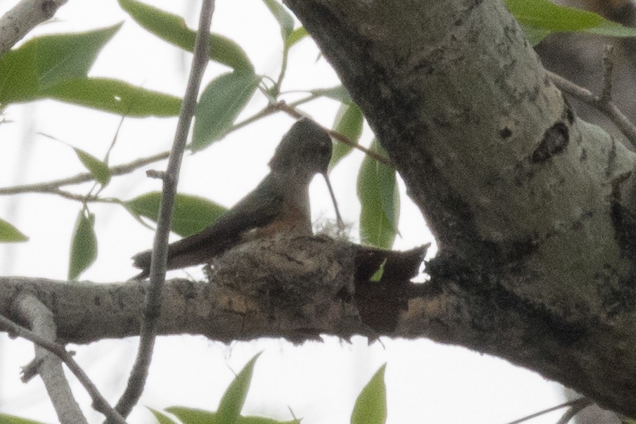 Broad-tailed Hummingbird - ML618552859