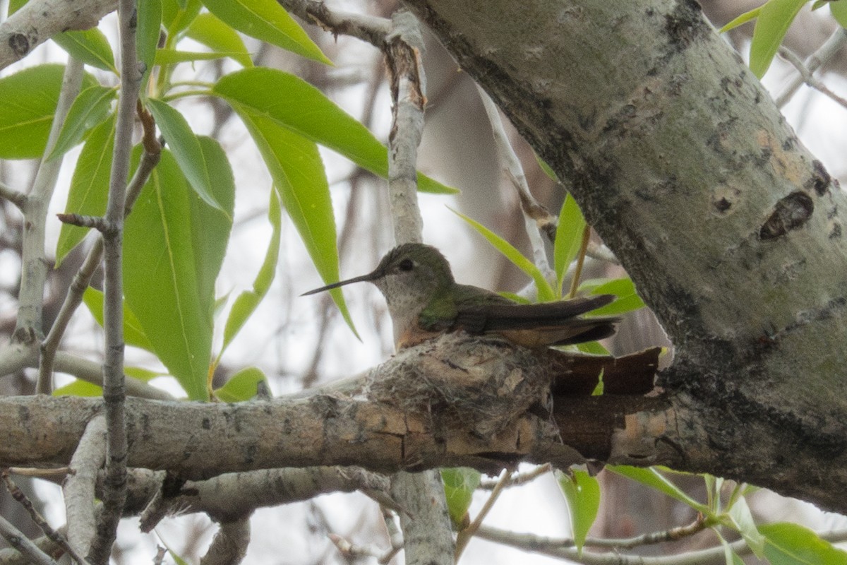 Broad-tailed Hummingbird - ML618552860