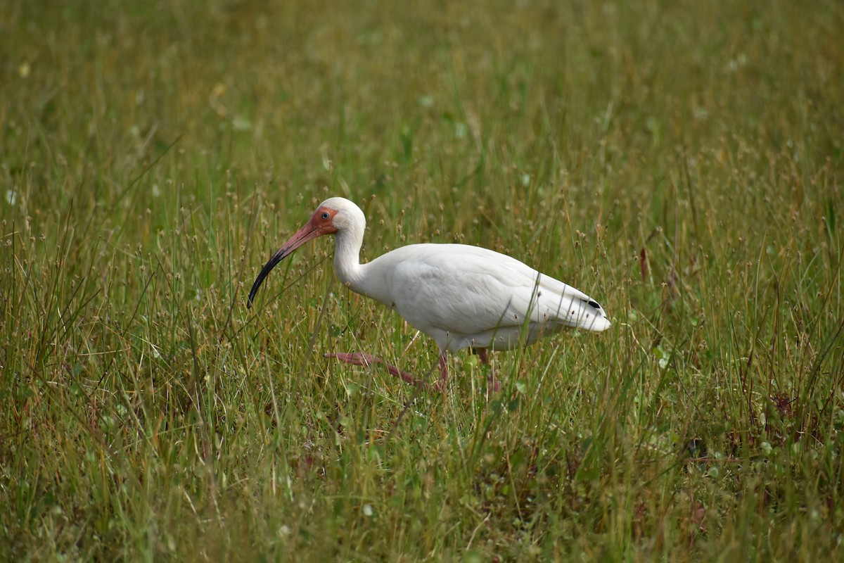 ibis bílý - ML618552873