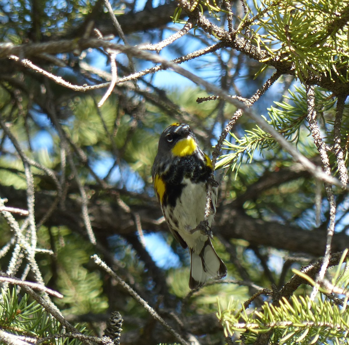 Yellow-rumped Warbler (Audubon's) - ML618552874