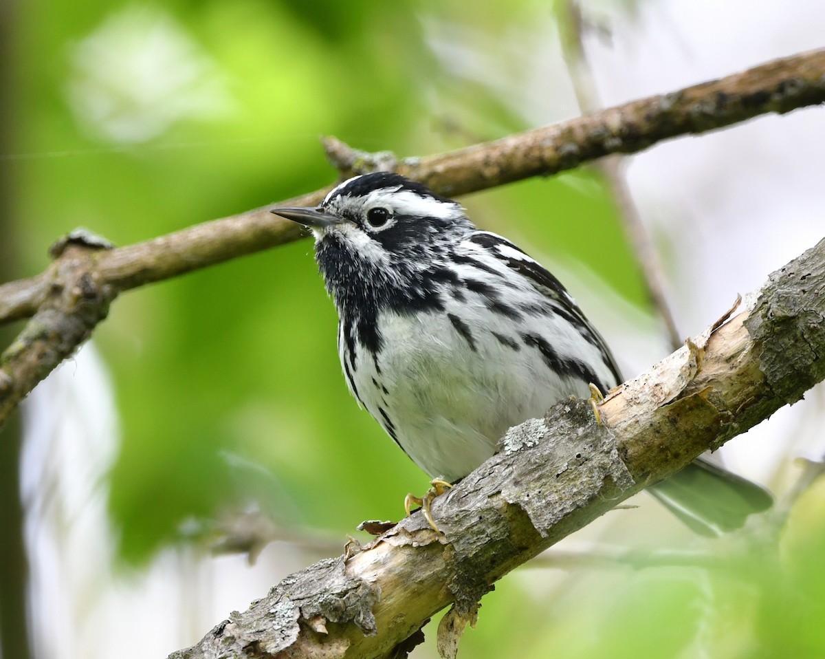 Black-and-white Warbler - ML618552896