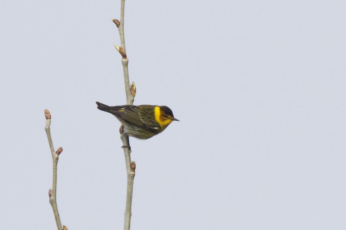 Cape May Warbler - ML618552917