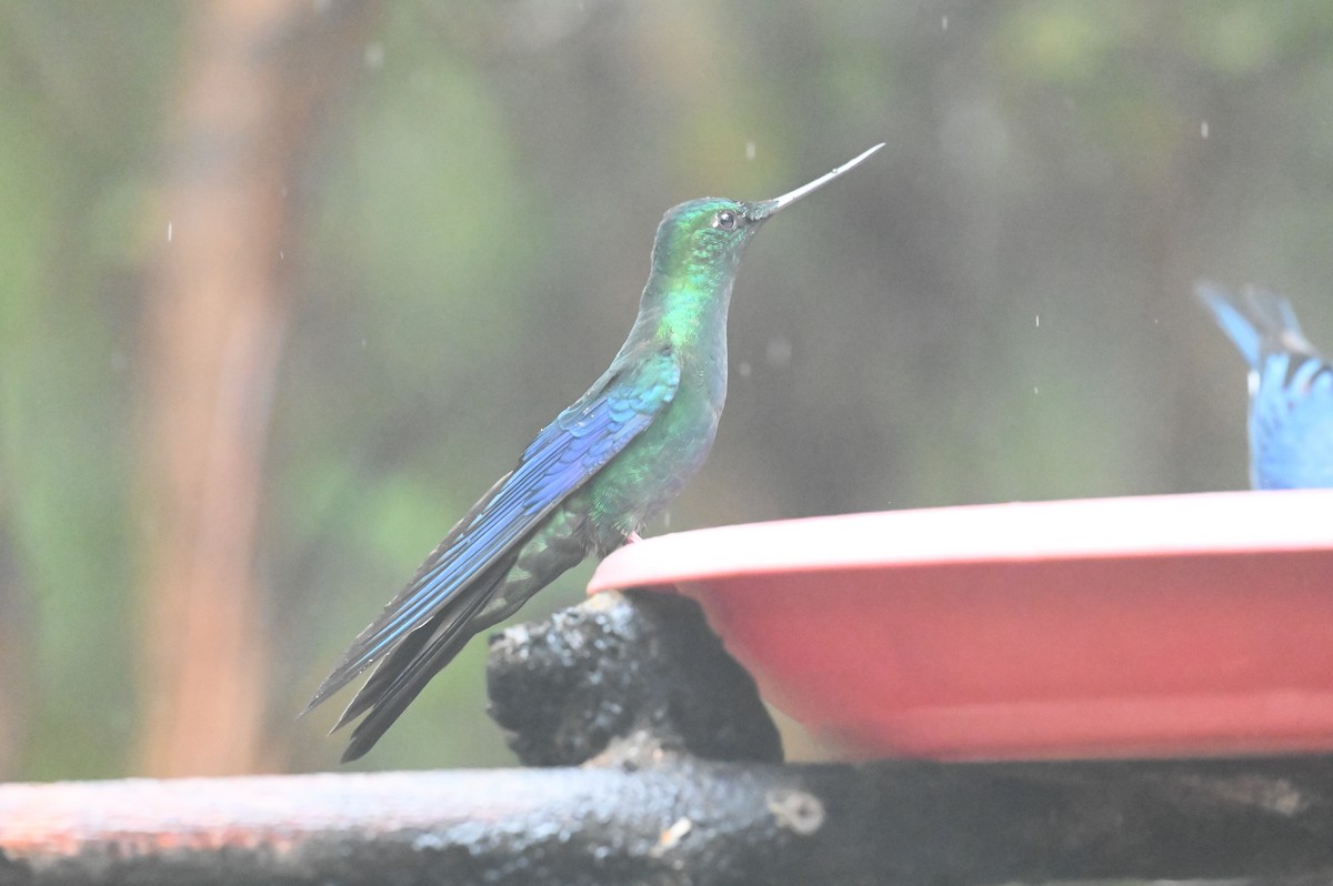 kolibřík modrokřídlý - ML618552918