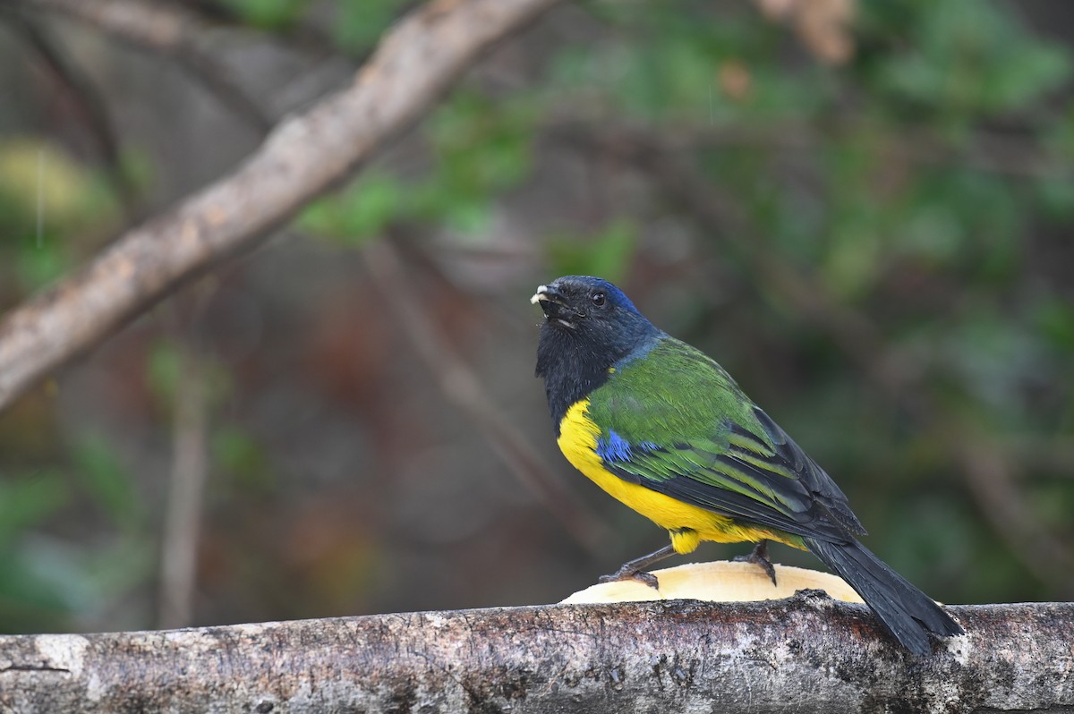 Black-chested Mountain Tanager - ML618552941