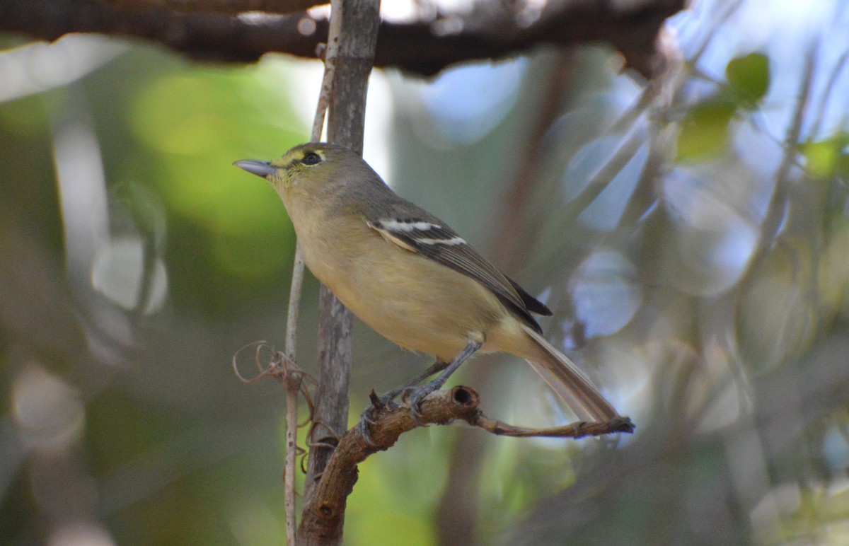 Thick-billed Vireo - ML618552993
