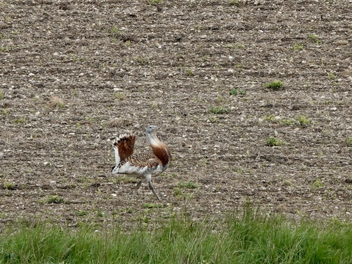 Great Bustard - Andy Ryde