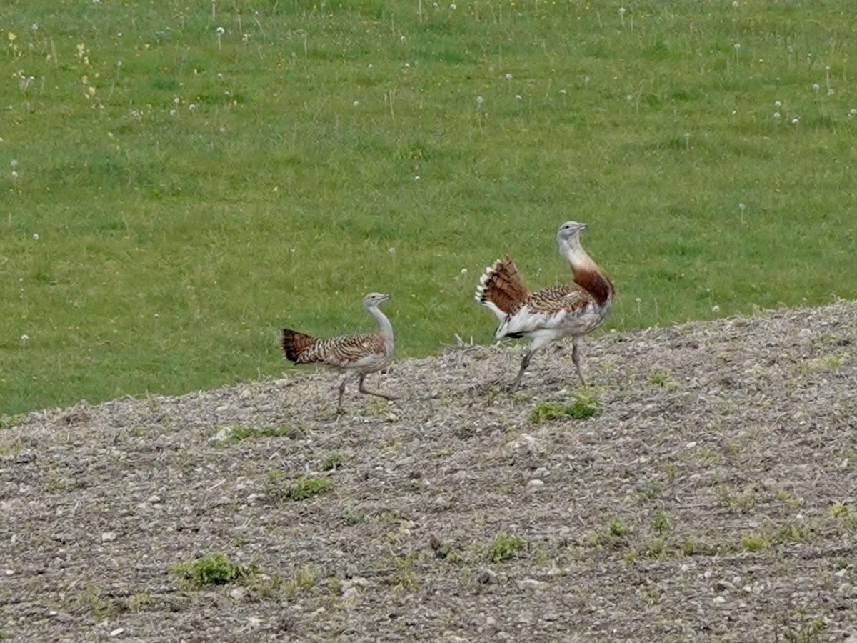 Great Bustard - Andy Ryde