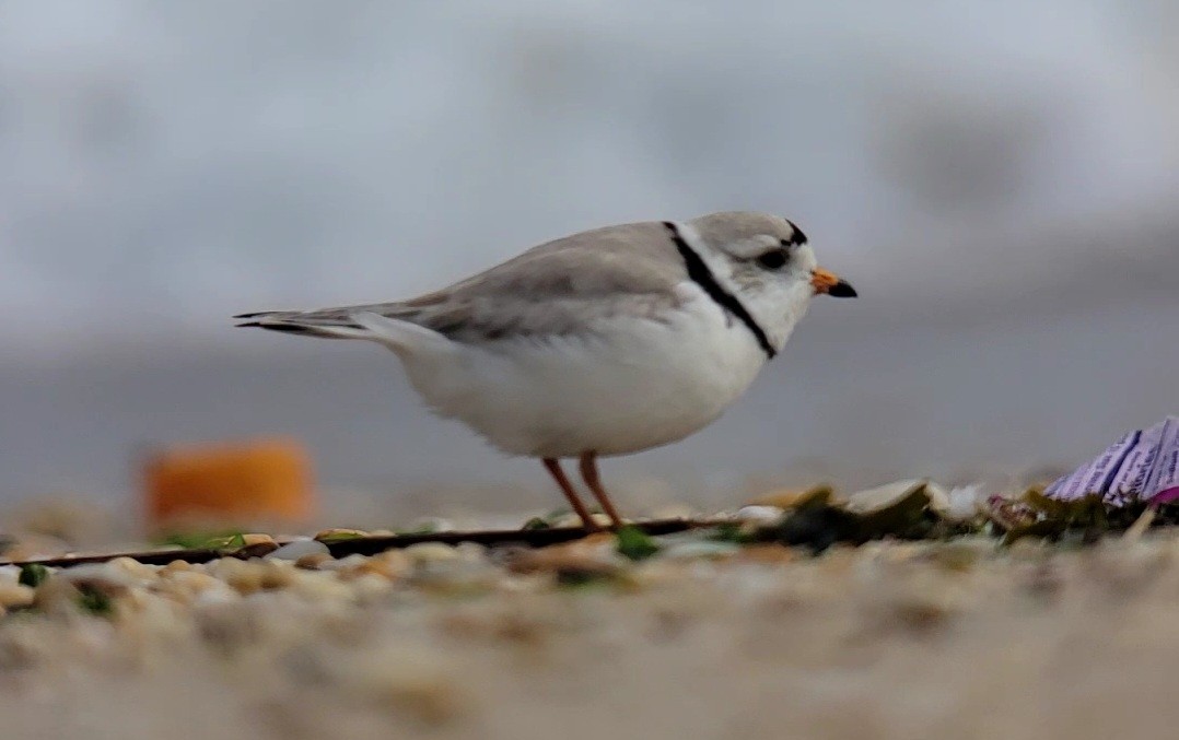 Piping Plover - ML618553142
