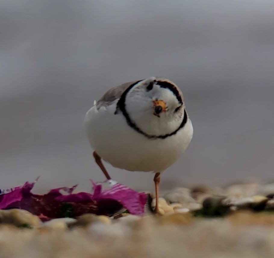 Piping Plover - ML618553143