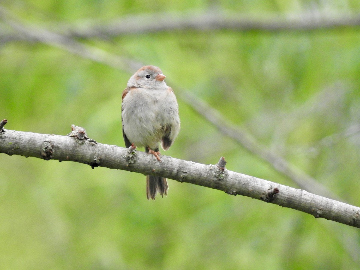 Field Sparrow - ML618553154