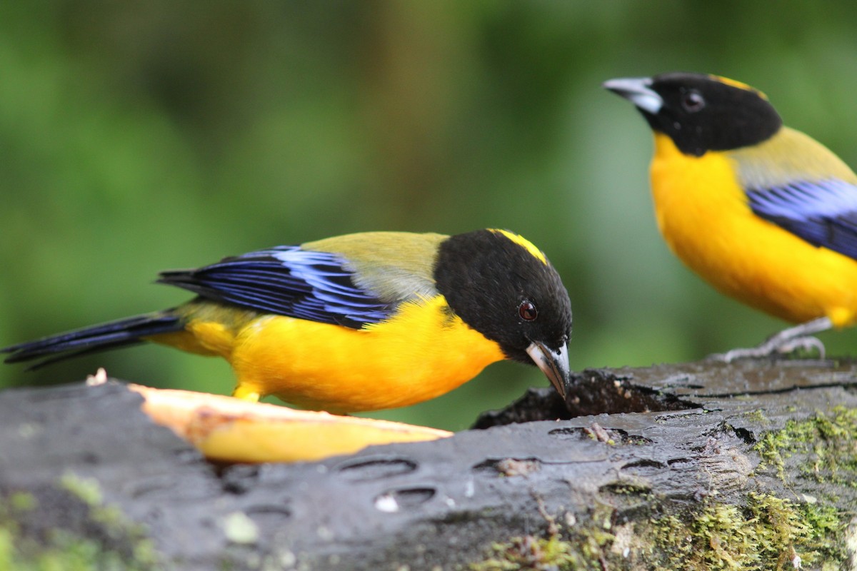 Black-chinned Mountain Tanager - ML618553156