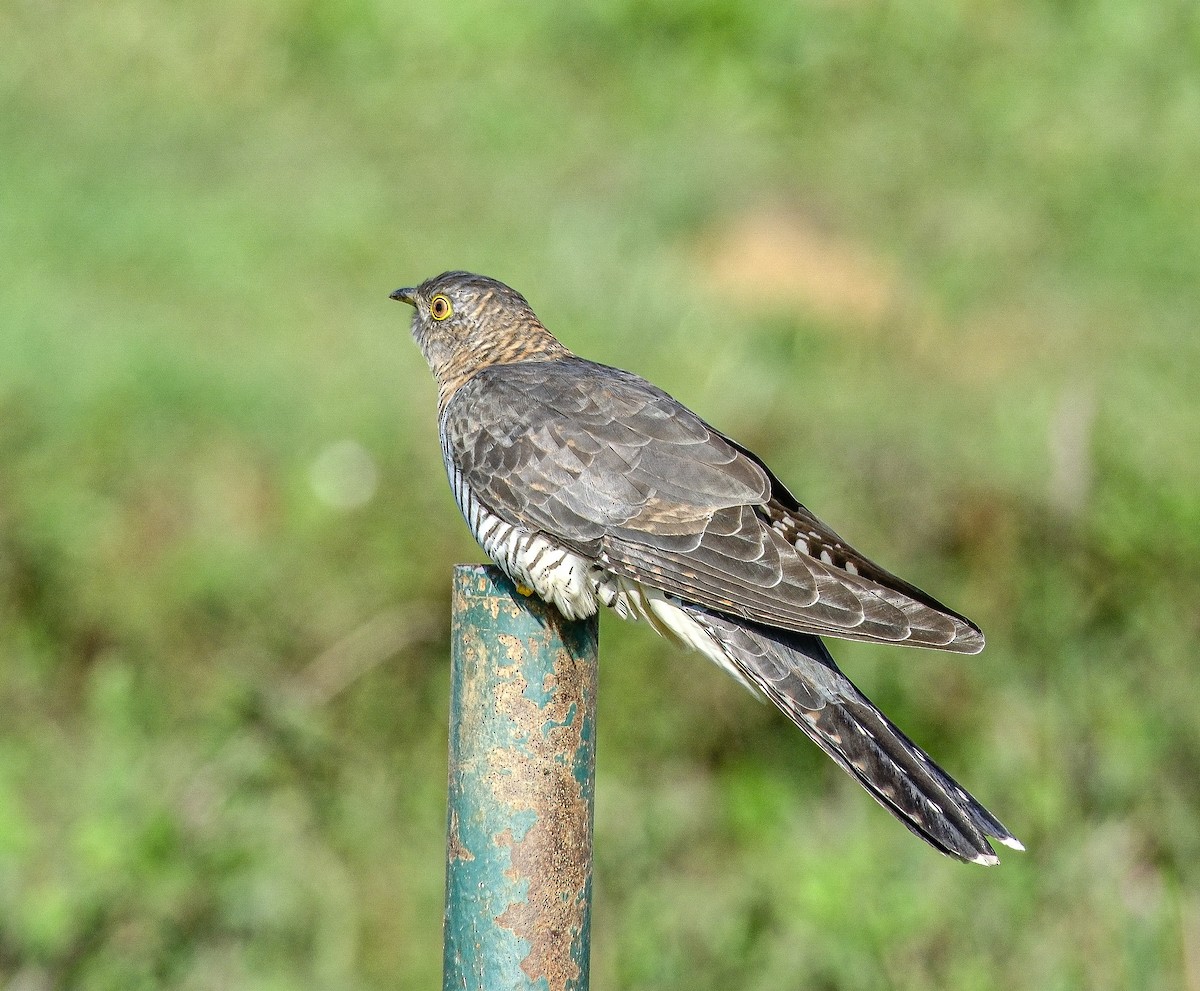 Common Cuckoo - ML618553160