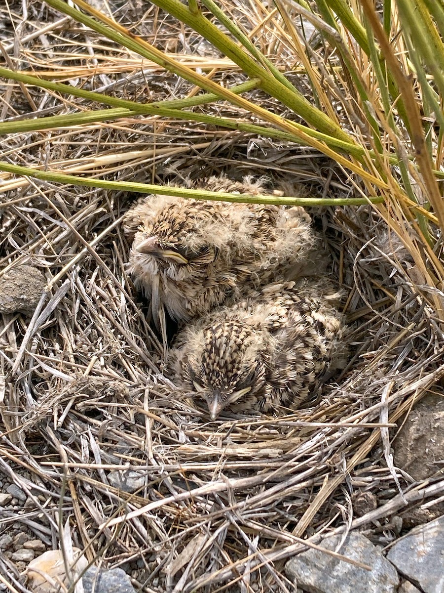 Greater Short-toed Lark - Anonymous
