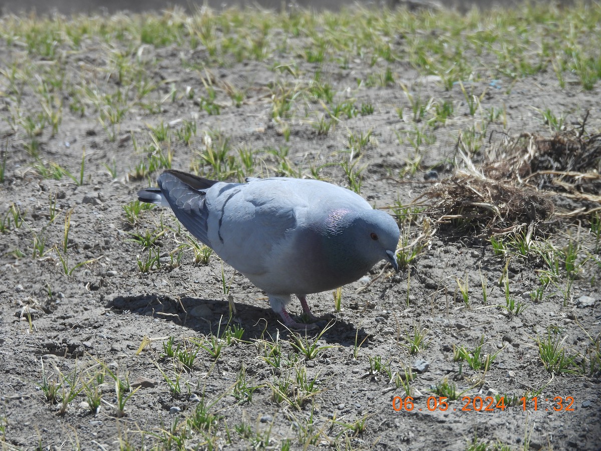 Pigeon des rochers - ML618553194