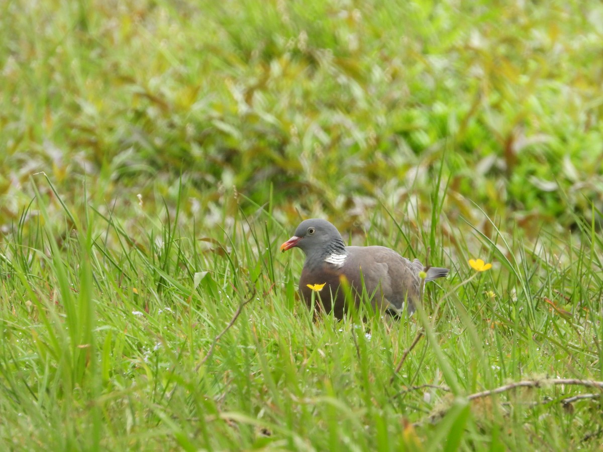 Pigeon ramier (groupe palumbus) - ML618553203