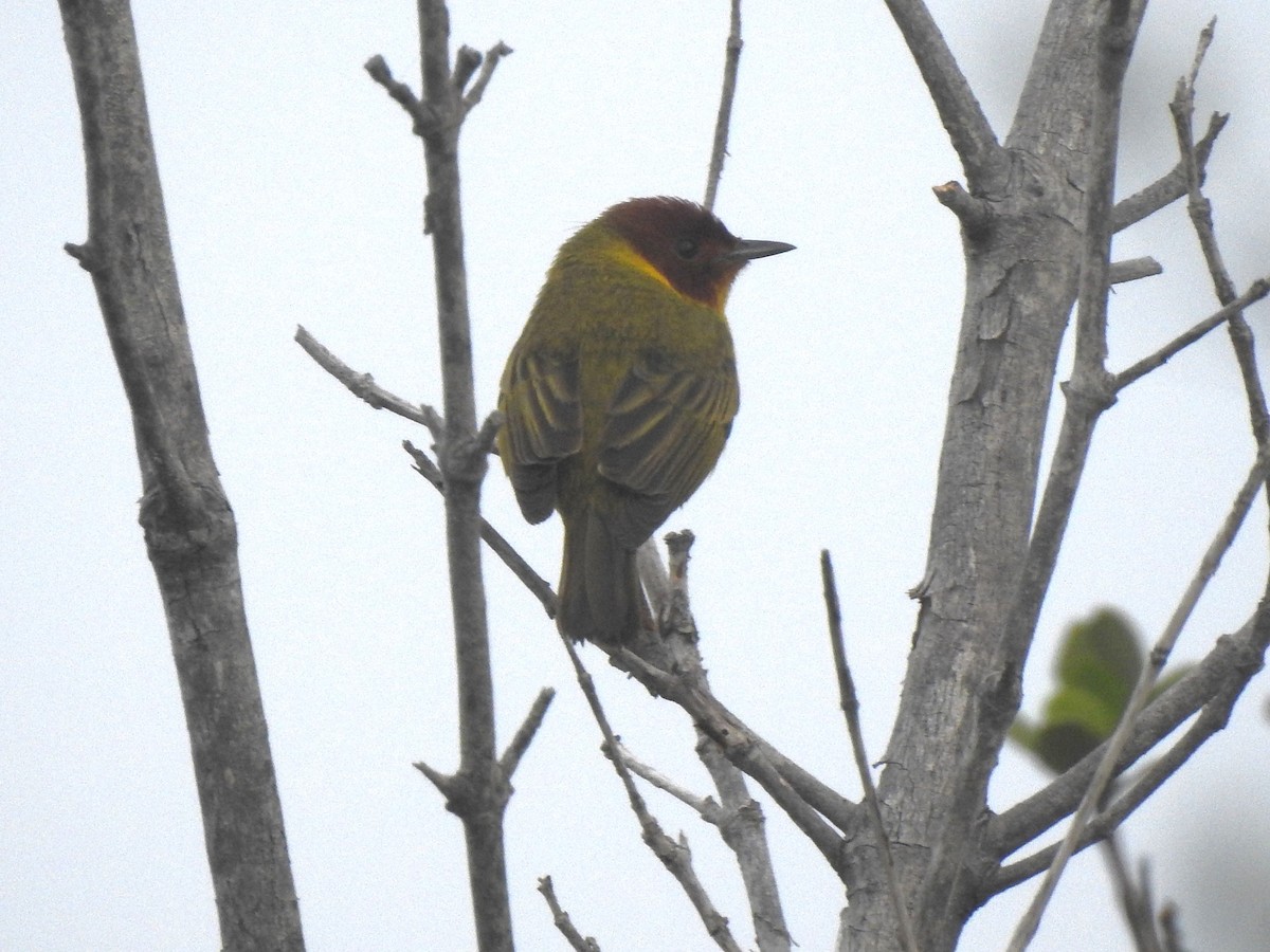 Yellow Warbler (Mangrove) - ML618553206