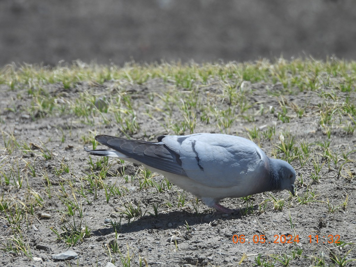 Pigeon des rochers - ML618553207