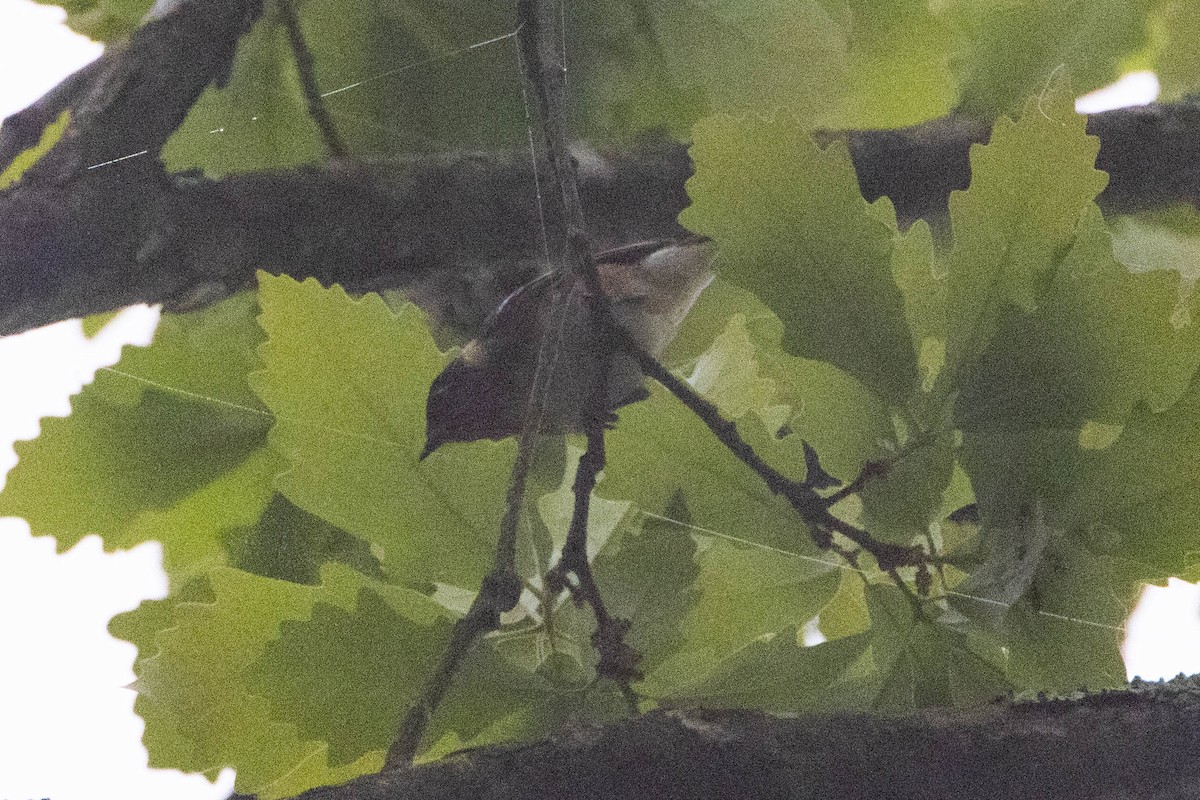 Bay-breasted Warbler - ML618553209