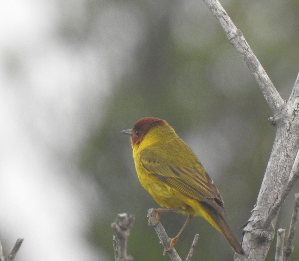 Yellow Warbler (Mangrove) - ML618553212