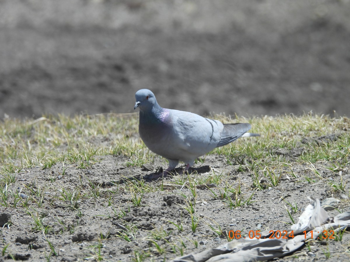 Pigeon des rochers - ML618553225