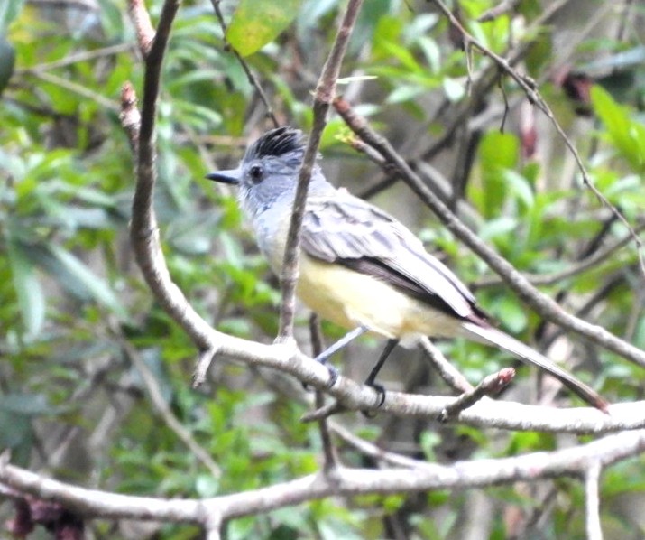 Sooty-crowned Flycatcher - ML618553239