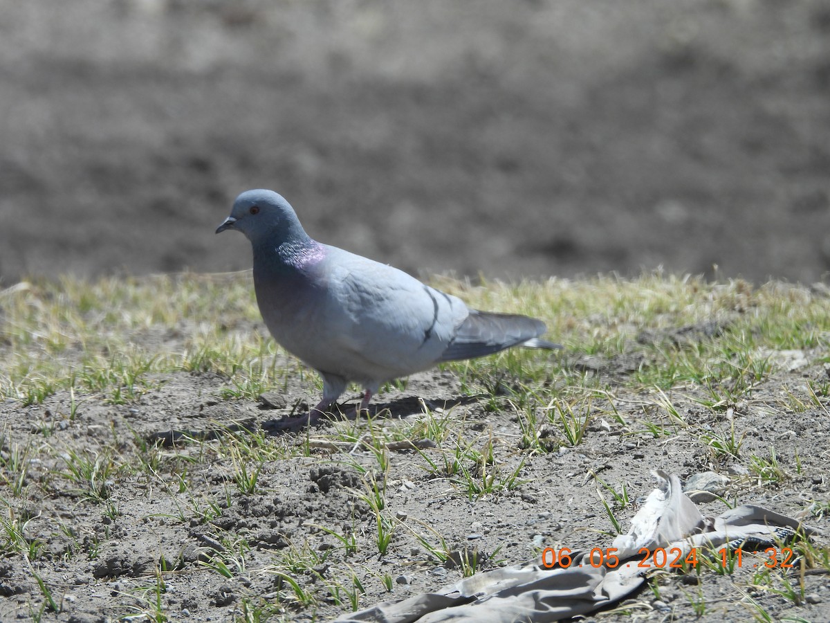 Pigeon des rochers - ML618553244