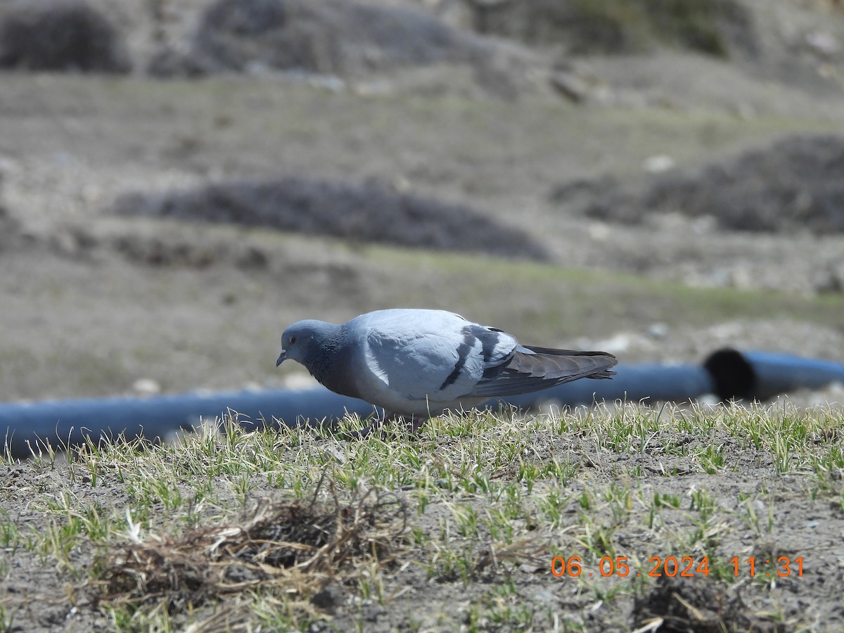 holub útesový - ML618553252