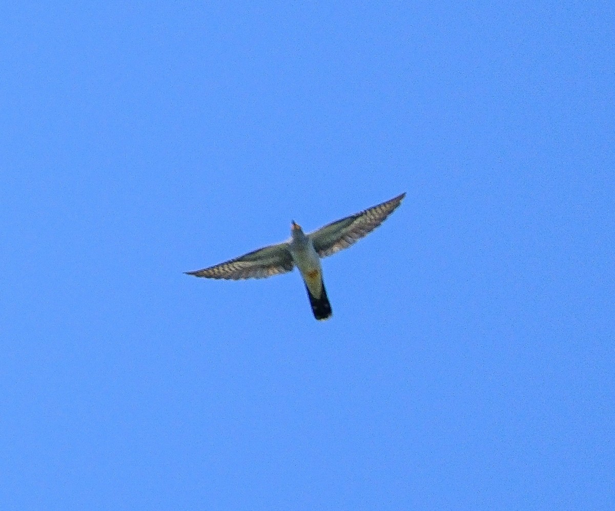 Common Cuckoo - ML618553253