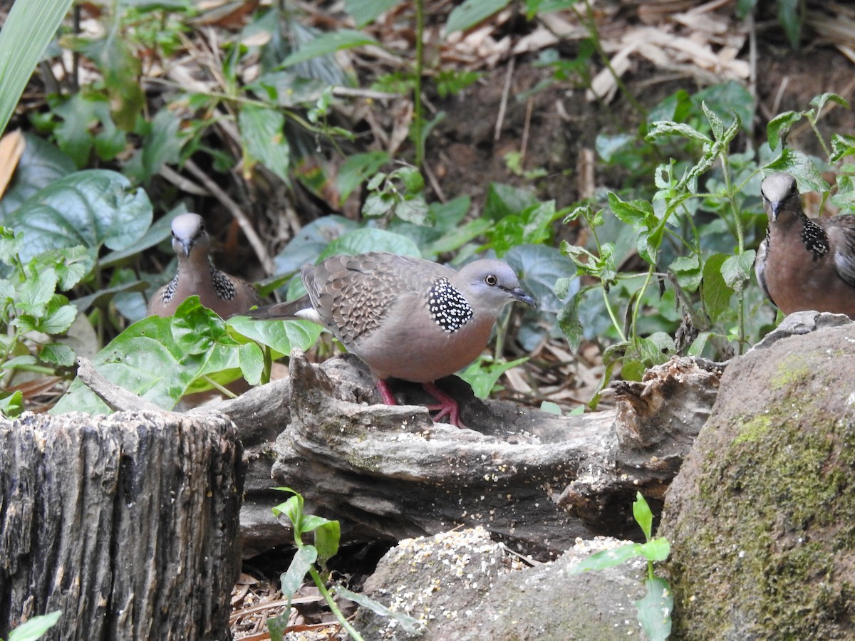 Spotted Dove - ML618553267