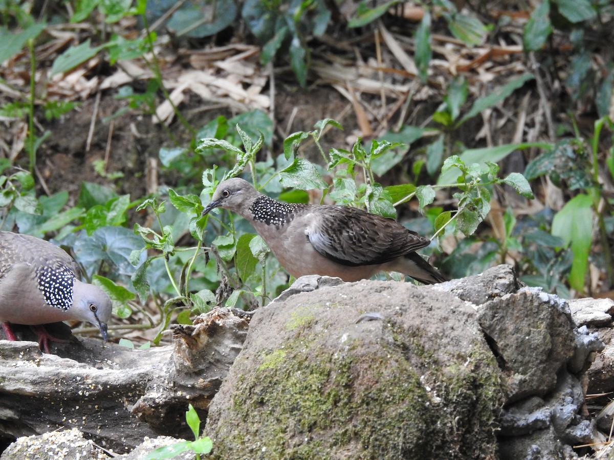 Spotted Dove - ML618553269