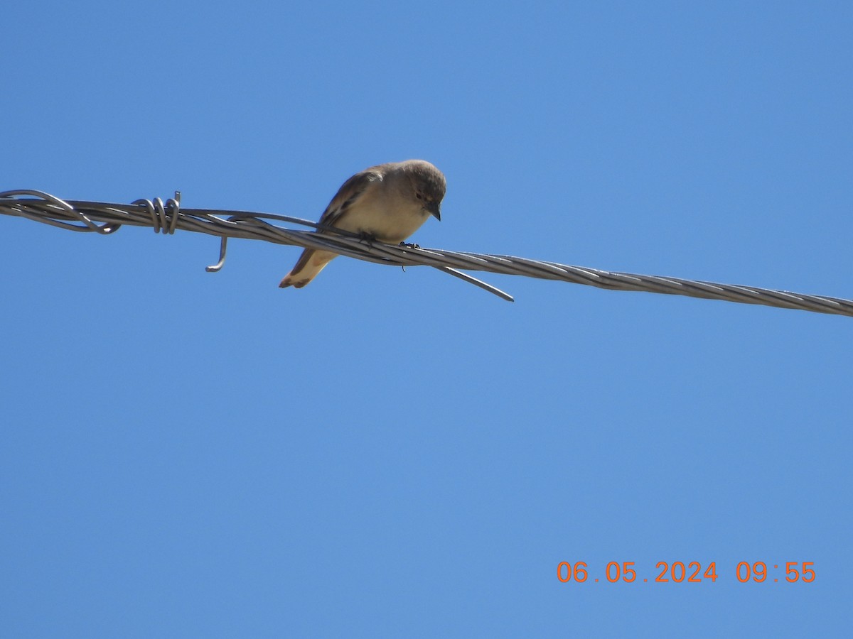 Black-winged Snowfinch - ML618553284